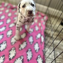 Turkey/green collar - Dalmatian puppy from Green Acre Dalmatians