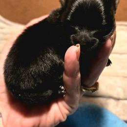 Juniper - Black and tan female Pomeranian puppy in Mississippi from Chainbreakerkennels