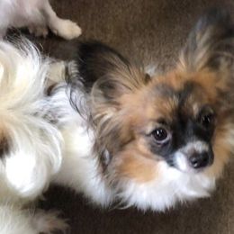 Madi - Papillon