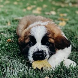 Saint Bernards from Sauer Saint Bernards