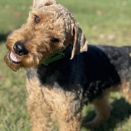 Welsh Terrier puppies from Anne's Pups