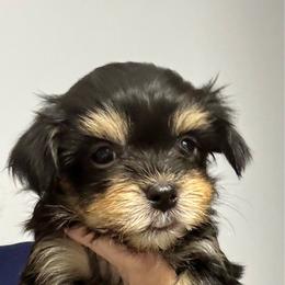 Boy 1 - Black and white male Havanese puppy in Walpole, Massachusetts from Golden Glen Havanese