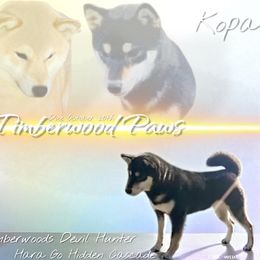 Shiba Inu puppies from Timberwood Paws