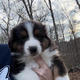 Cupid - Black tri-color male Australian Shepherd puppy in Yadkinville, North Carolina from Gold Leaf Farm & Kennels