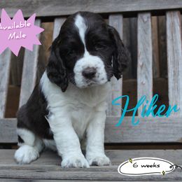 Hiker - Liver and white male English Springer Spaniel puppy in Canyonville, Oregon from Enos Ranch Springer Spaniels