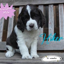 Hiker - Liver and white male English Springer Spaniel puppy in Canyonville, Oregon from Enos Ranch Springer Spaniels