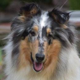 Fiesta - Collie