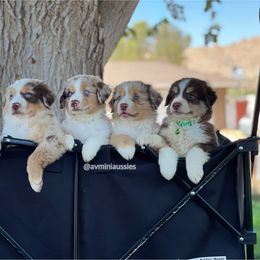 Miniature Australian Shepherd Puppies from AV Mini Aussies