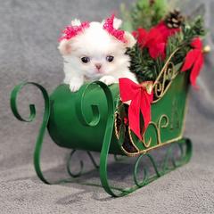 Joy - Lemon and white female Japanese Chin puppy in Cresthill, Illinois from KonopkaKennelsLLC