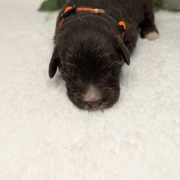 Orange collar - Brown and white male Aussiedoodle puppy in Coulee City, Washington from Mr and Mrs Doodle Farm