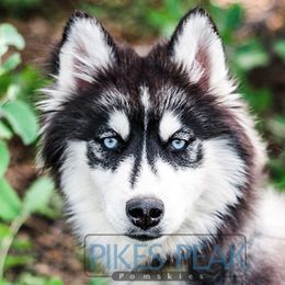 Dasha - Siberian Husky