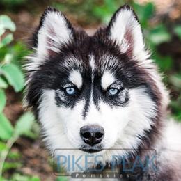 Dasha - Siberian Husky