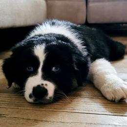 Australian Shepherd Puppies from Gypsy River Aussies