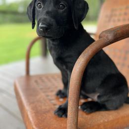 Labrador Retriever Puppies from UC Labradors