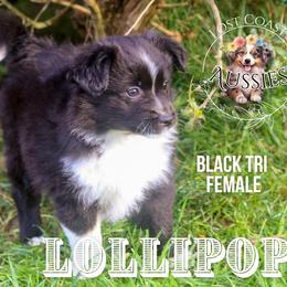 Lollipop - Black tri female Miniature American Shepherd puppy in Ferndale, California from Lost Coast Aussies