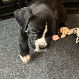 Boy 2 - White male Boxer puppy in Lakeland, Florida from Cote's Boxers