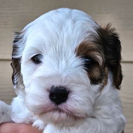 Purple - Blenheim female Cavapoo puppy in Georgetown, Texas from Mc Doodles of Texas LLC