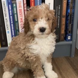 Boy 2 - Apricot male Goldendoodle puppy in Lapeer, Michigan from Doodle All Day