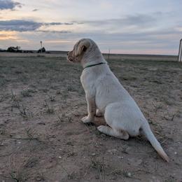 Green - Yellow male Labrador Retriever puppy in Briggsdale, Colorado from LC Hunting Labs, LLC.