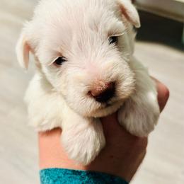 Blakeley - White female Miniature Schnauzer puppy in Alabama from Little River Miniature Schnauzers