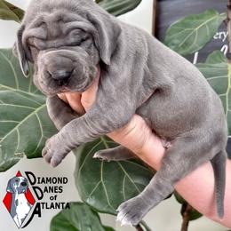 Gray Ghost - Blue female Great Dane puppy in Woodstock, Georgia from Diamond Danes of Atlanta