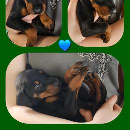 Green - Black and rust male Doberman Pinscher puppy in Michie, Tennessee from JSG Dobermanns