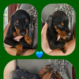 Green - Black and rust male Doberman Pinscher puppy in Michie, Tennessee from JSG Dobermanns