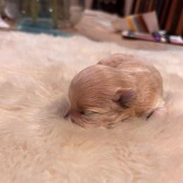 Thumper - Apricot male Maltipoo puppy in Jackson, California from Oodles & Doodles