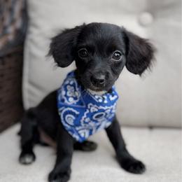 Rey - Black male Yorkipoo puppy in Chattanooga, Tennessee from Joyfull Pals