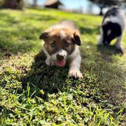 Boy 1 - Sable male Border Collie puppy in Oroville, California from Coalcyn Kennels