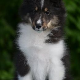 Secret - Black white and tan female Shetland Sheepdog puppy in Howel, Michigan from Allison Gilbert