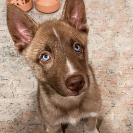 Siberian Huskies from H & M Huskies