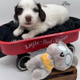 Pistachio - Piebald male Dachshund puppy in Montevallo, Alabama from Mallard's Miniature Dachshunds
