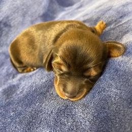Boy 3 No White - Wild  boar and tan male Dachshund puppy in Bakersfield, California from Open Hourglass LLC