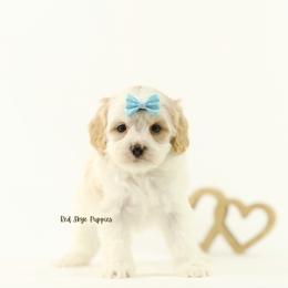 Confetti (Light Blue) - Blenheim female Cavapoo puppy in Republic, Missouri from Red Skye Puppies