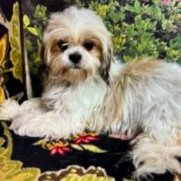 Fluffin Nutter - Shih Tzu