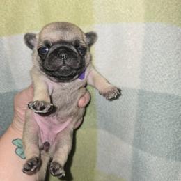 Girl 1 - Fawn female Pug puppy in Auburn, Kentucky from Prentice Family Pugs