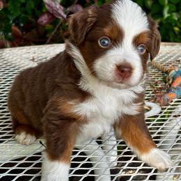 Red tri female one - Red tri female Miniature Australian Shepherd puppy in Parma, Idaho from Arena Valley Acres
