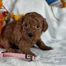 Coton de Tulear and Poodle Puppies from Legacy Pets