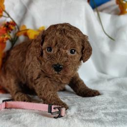 Coton de Tulear and Poodle Puppies from Legacy Pets