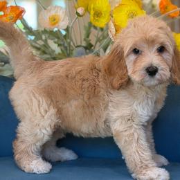 Hurrcules - Apricot male Goldendoodle puppy in Yuciapa, California from AlltheDoodlez_