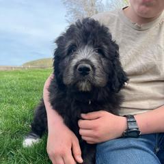 Alan - Gray male Pyredoodle puppy in Prescott, Washington from Washington Pyredoodles