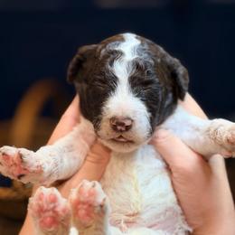Cedar - Parti male Goldendoodle puppy in Macclenny, Florida from Baker County Goldendoodles