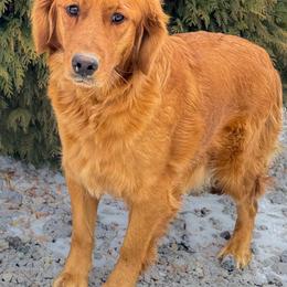 Ivy - Golden Retriever