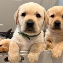 Green collar - Yellow male Labrador Retriever puppy in Clinton, Tennessee from Summer Rose