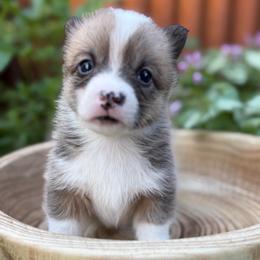 Brisha - Red female Pembroke Welsh Corgi puppy in Olathe, Colorado from Rocking LJ Breeding