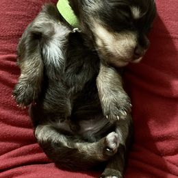 Miniature Schnauzer Puppies from Southern Magnolia Schnauzers