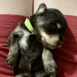 Miniature Schnauzer Puppies from Southern Magnolia Schnauzers
