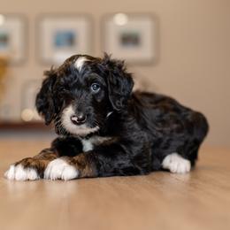 Ned the Nature Boy - Phantom male Bernedoodle puppy in Chandler, Arizona from Phoebe's Bebies
