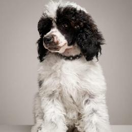 Verona-agouti parti - Phantom female Poodle puppy in Cypress Inn, Tennessee from Nine Pines Poodles